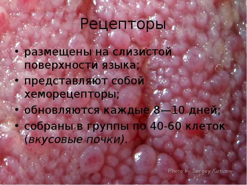 Рецепторы
размещены на слизистой поверхности языка;
представляют собой хеморецепторы;
обновляются каждые Рецепторы
размещены на слизистой поверхности языка;
представляют собой хеморецепторы;
обновляются каждые