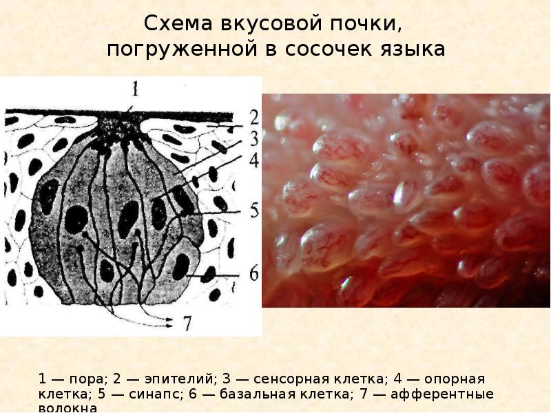 Вкусовая сенсорная система презентация