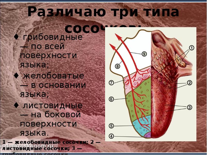 Различаю три типа сосочков:
♦ грибовидные — по всей поверхности языка;
Различаю три типа сосочков:
♦ грибовидные — по всей поверхности языка;
