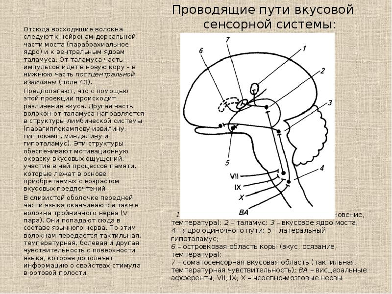 Вкусовая сенсорная система презентация