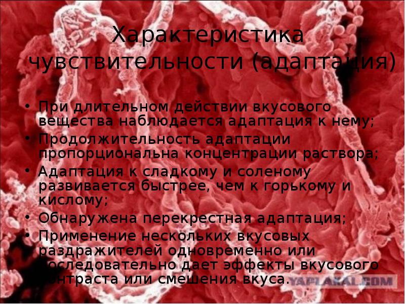 Характеристика чувствительности (адаптация)
При длительном действии вкусового вещества наблюдается адаптация Характеристика чувствительности (адаптация)
При длительном действии вкусового вещества наблюдается адаптация