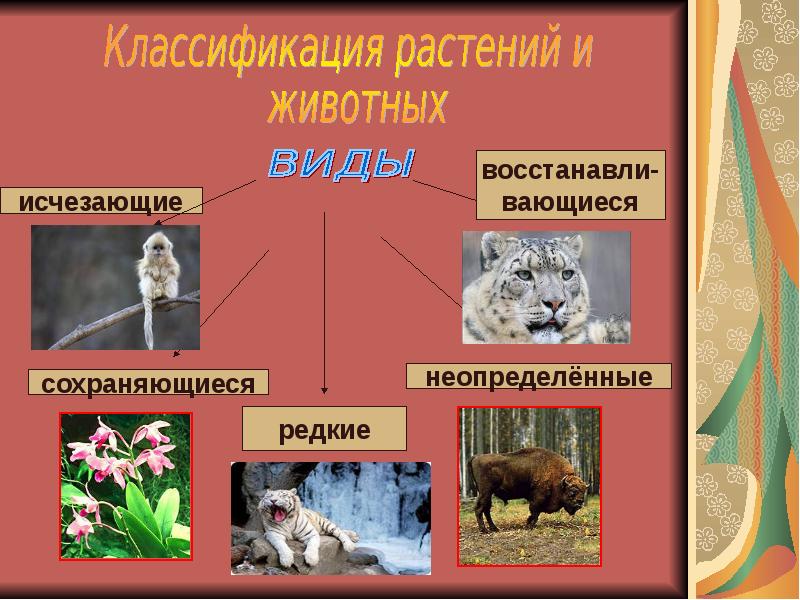 Систематике растений и животных. Классификация растений и животных. Систематика растений и животных. Типы животных. Исчезающие животные и растения.