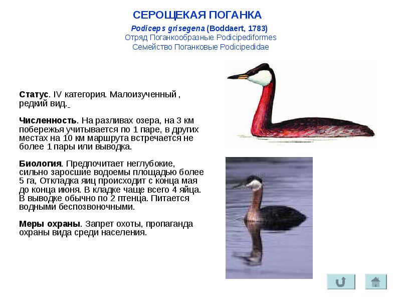 Красная поганка птица. Красношейная поганка (podiceps auritus). Красношейная поганка краткое описание для детей. Черношейная поганка красная книга. Книга поганка.