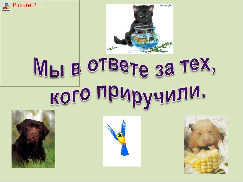 Мой щенок презентация