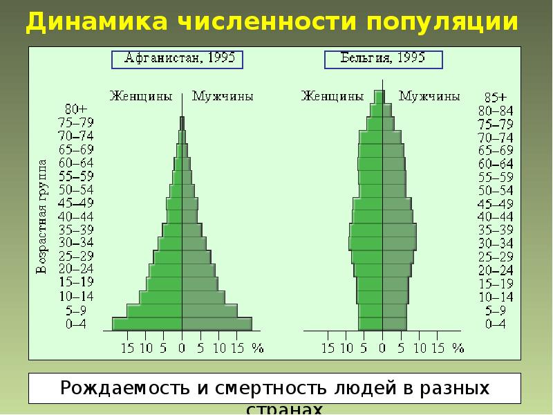 Возрастная структура популяции схема