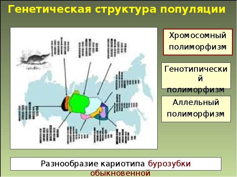 Генетика популяций презентация