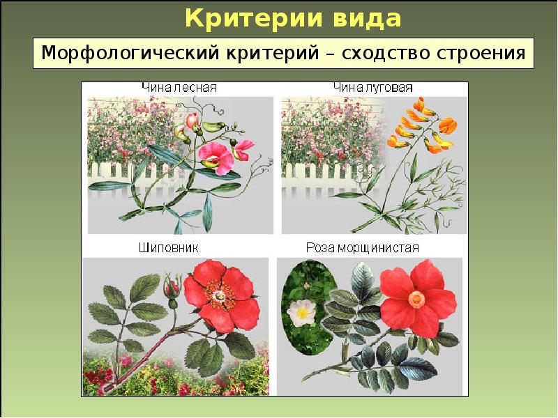 Критерии видов искусства