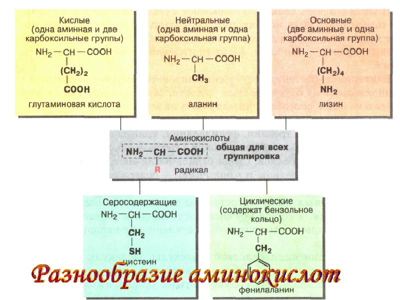 Среди органических