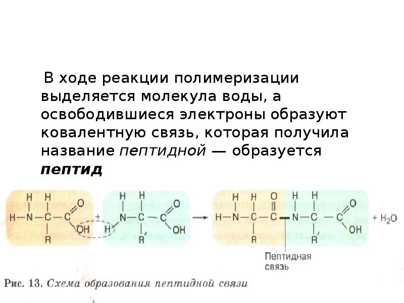 В ходе реакции. Полимеризация аминокислот аминокислот. Реакция полимеризации аминокислот. Полимеризация белков. Полимеризация белка.