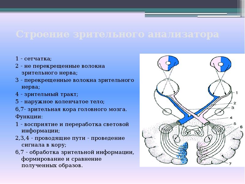 Попадает в зону выхода зрительного нерва. Строение зрительного анализатора. Зрительный нерв. Зрительный нерв хиазма зрительный тракт. Зрительный тракт анатомия.