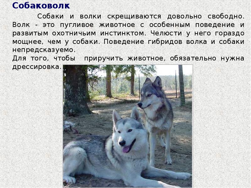 Текст про собаку егэ. Волк и собака отличия. Отличие волка от собаки. Сходство домашних собак и Волков.