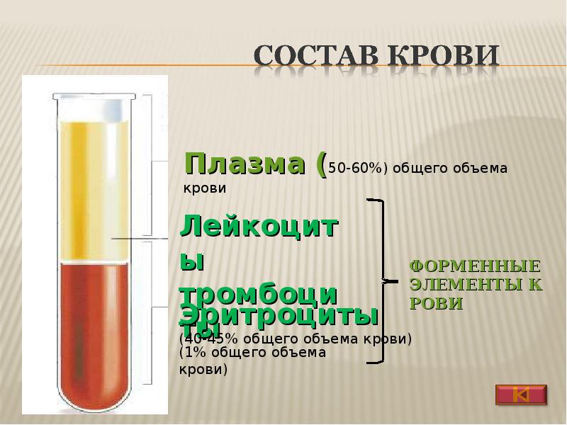 Презентация по крови