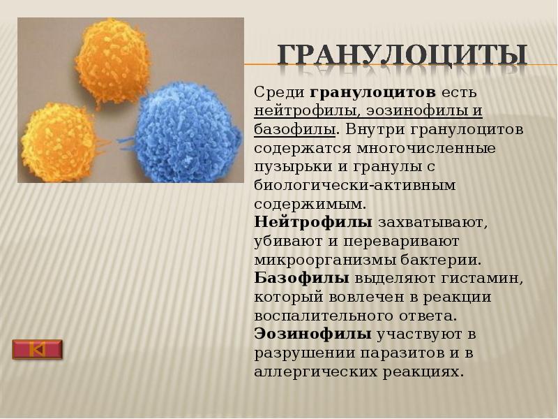 Гранулоциты это. Гранулоциты. Гранулы гранулоцитов. Гранулоциты место разрушения.