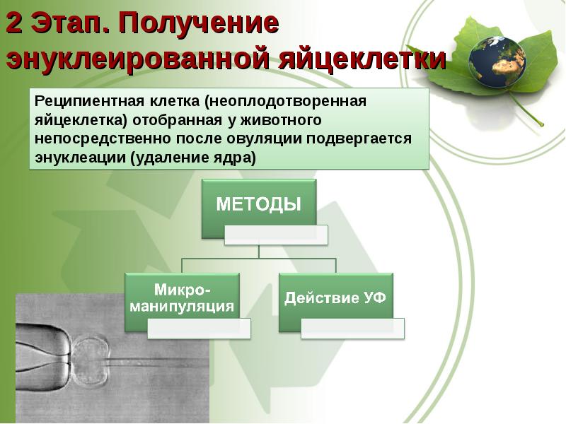 Основы биотехнологии презентация