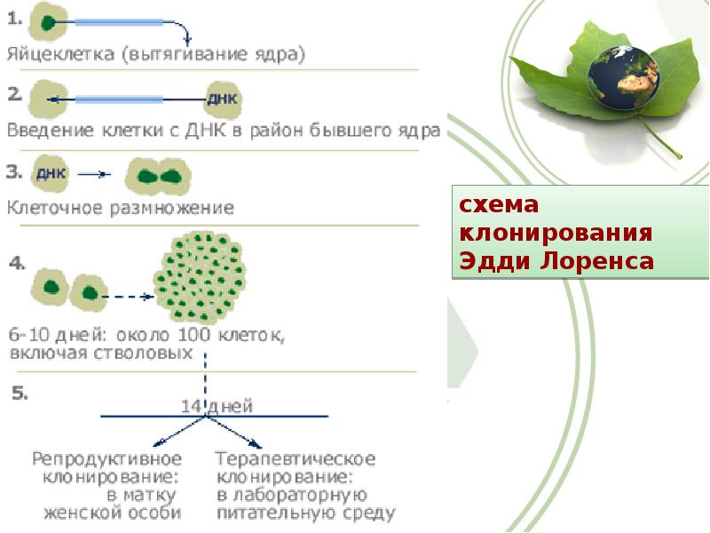 Клонирование терапевтическое схема