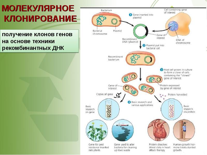 Клонирование гена картинки