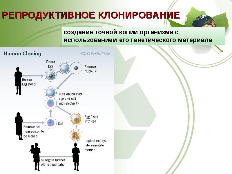 Презентация по клонированию