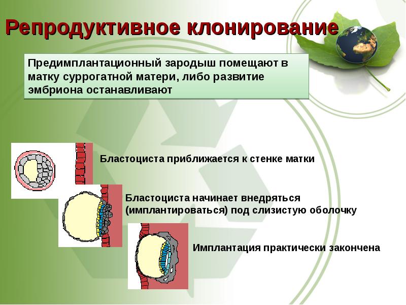 Репродуктивное клонирование. Репродуктивное клонирование схема. Репродуктивное клонирование человека. Терапевтическое и репродуктивное клонирование человека определение.