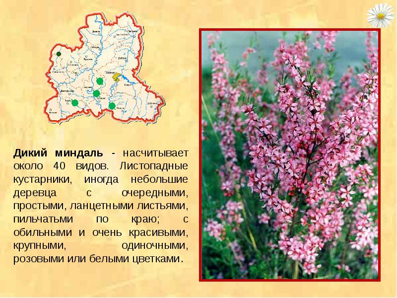 Растения из красной книги липецкой области фото и описание