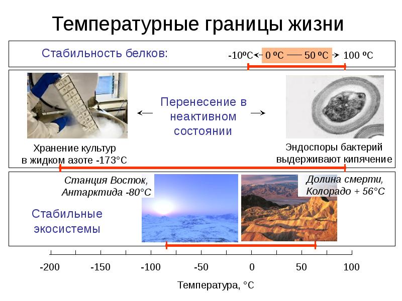 Верхняя граница температуры. Температурные границы жизни. Поле устойчивости жизни. Стабильность в жизни. Каковы температурные границы жизни? С чем они связаны?.