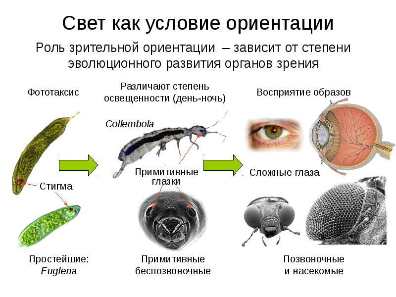 Свет условие. Свет как условие ориентации животных. Свет как условие жизни животных. Фототаксис как экологический фактор. Фототаксис насекомых.