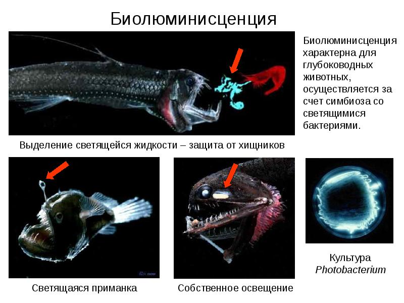 План сообщения о глубоководных морских обитателях 5 класс