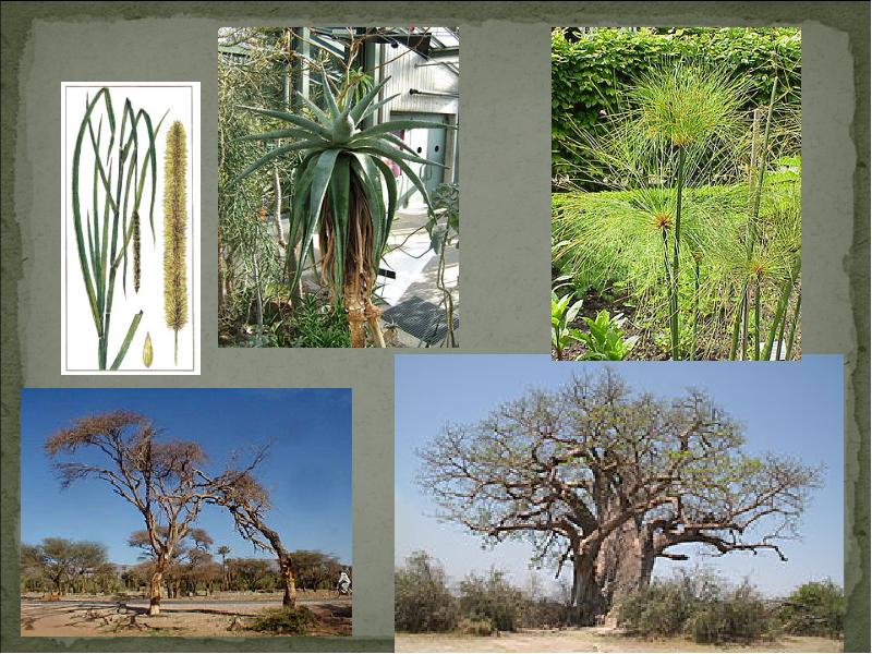 Растения саванн и редколесий южной америки