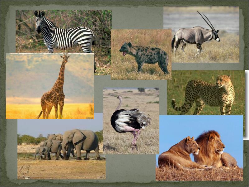 Животные саванны доклад 1 класс окружающий мир. Африканская степь Саванна 3 класс окружающий мир. Типичные животные саванны. Животные и растения Африки. Растительный и животный мир Африки.