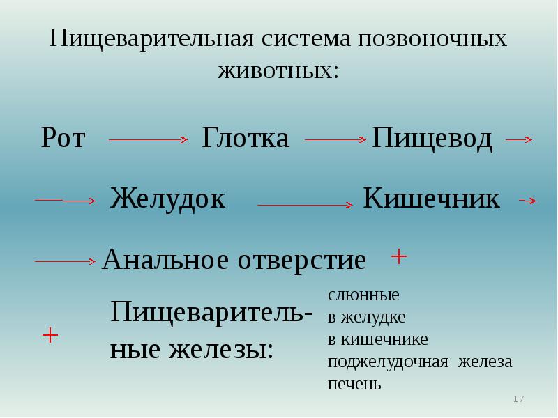 Пищеварительная система животных презентация