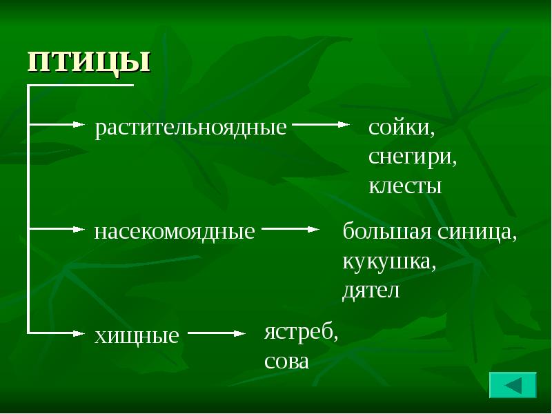 Презентация наземная экосистема лес