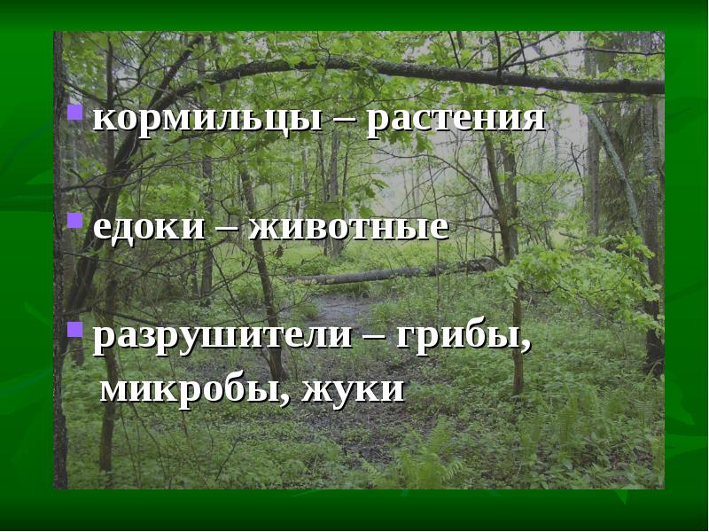 Экосистема леса презентация для дошкольников