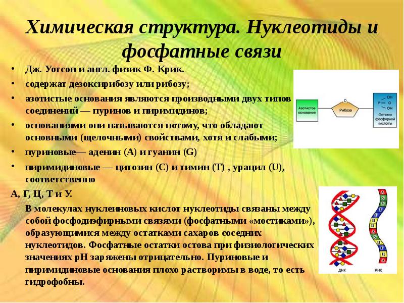 Нуклеиновые кислоты задания. Задачи на нуклеиновые кислоты. Химический состав нуклеиновых кислот презентация. Нуклеиновые кислоты задачки. Химический состав ДНК.