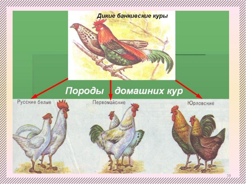 Хозяйственные группы и породы кур схема биология