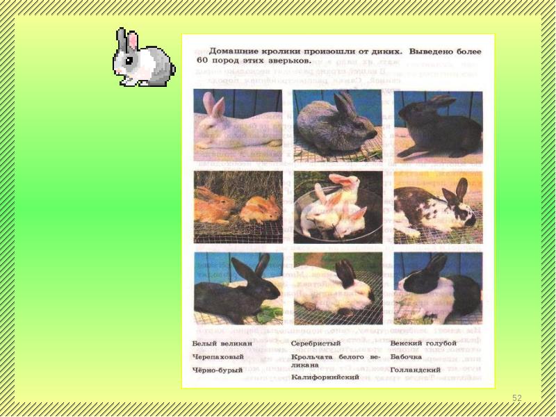 Тест на тему животноводство 3. Буклет на тему животноводство. Разводите кроликов плакат. От каких животных произошли кролики. Звероводство реферат.