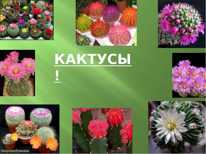 Презентация кактус 2 класс