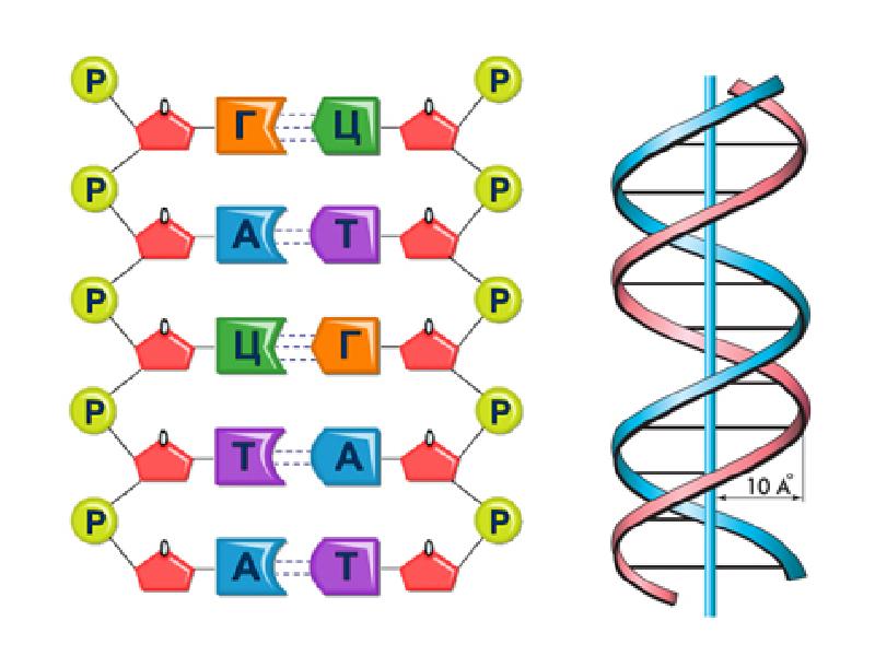 Генетический. Генетический код человека. Генетический код картинки. Код ДНК. Структура ДНК генетический код.