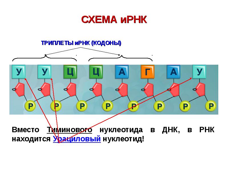Генетический код триплет нуклеотидов. Триплеты ИРНК. Кодоны ИРНК. Триплет кодон. Триплет нуклеотидов.
