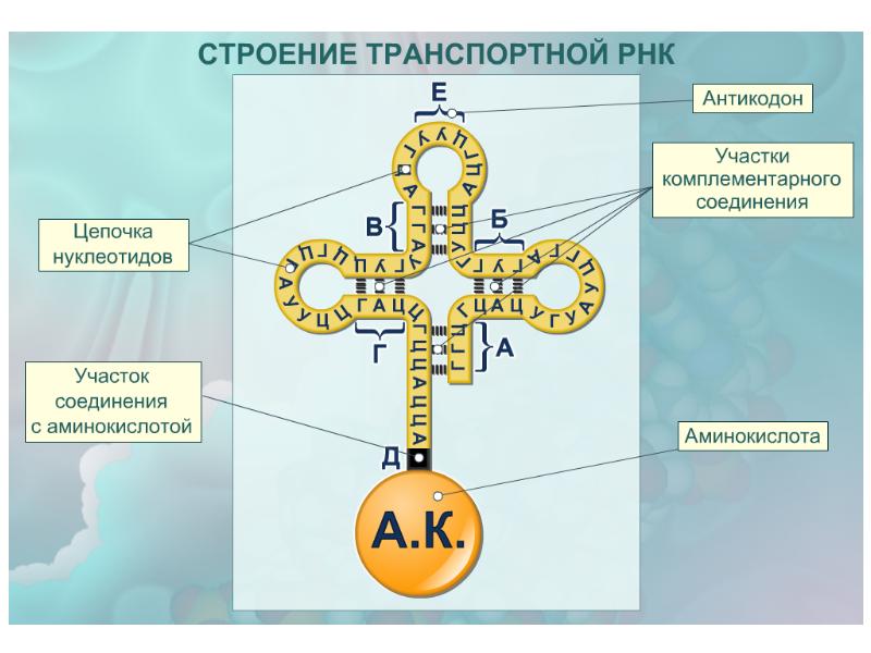 Антикодон трнк соответствует. Антикодон т-РНК. Антикодон ТРНК структура. Строение антикодона в ТРНК. Т РНК строение антикодон.