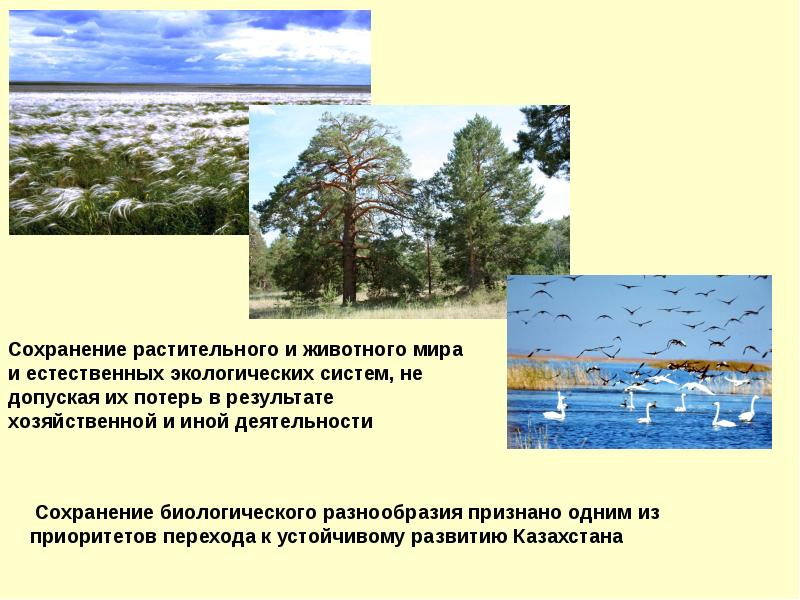 Пути сохранения разнообразия. Биоразнообразие в экосистеме. Растительный и животный мир Казахстана.