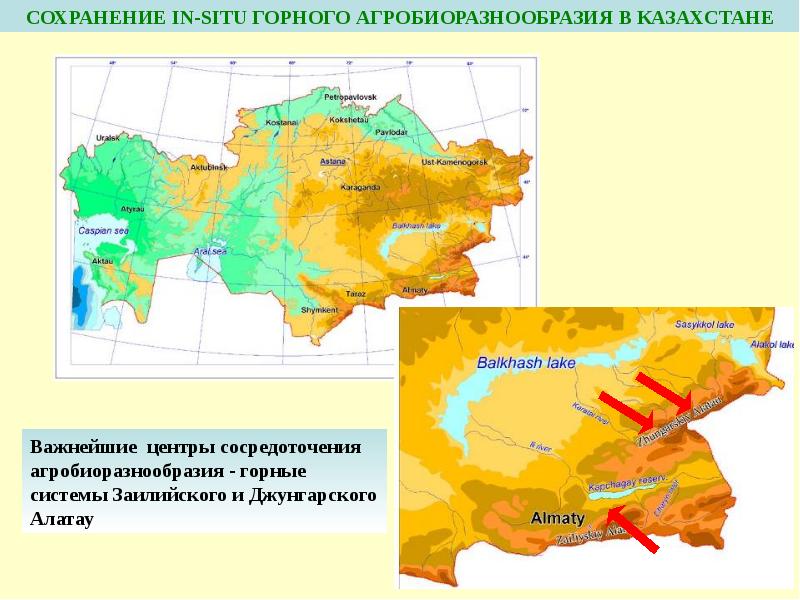 Биоразнообразие казахстана презентация