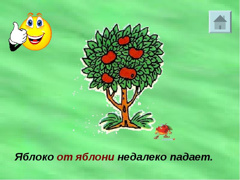 Яблоко от яблони недалеко падает. Яблоня от яблони недалеко падает. Яблочко от яблоньки недалеко падает. Пословица яблоко от яблони недалеко падает.