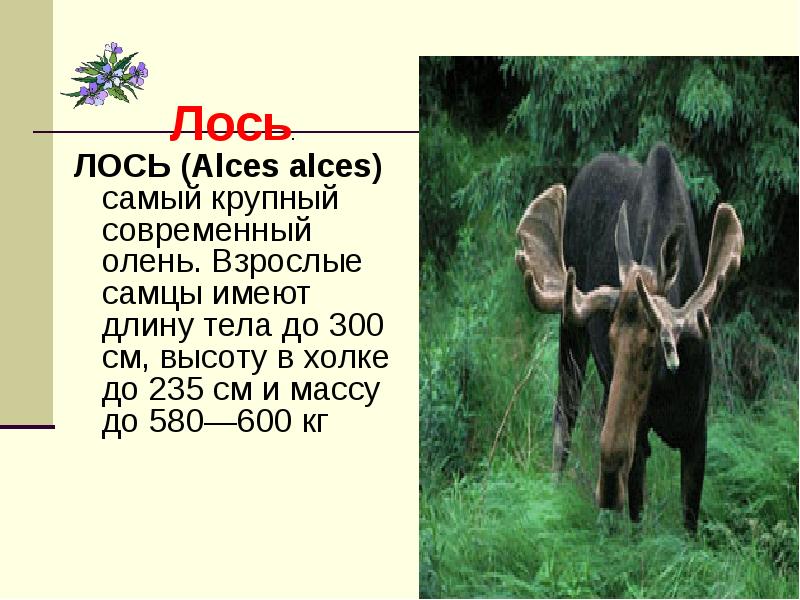 Инфа про лося. Высота лося в холке. Лось самый крупный современный. Презентация о животных в Челябинской области. Высота лося в холке в см.