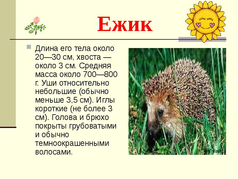 Проект о ежике