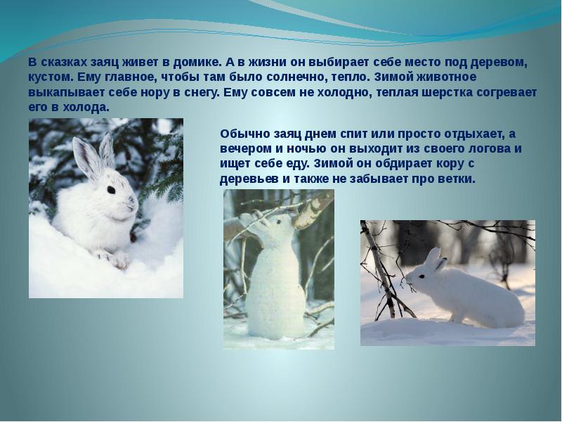 Время года зима изменения в жизни животных. Доклад про зимних животных. Приспособление животных зимой. Доклад о животных зимой. Жизнь животных зимой презентация.