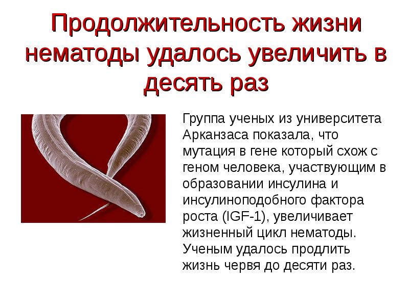 Увеличение в 10 раз. Продолжительность жизни червя. Нематоды варианты жизненных циклов. Продолжительность жизни червей. Метолазон продлевает жизнь червям.