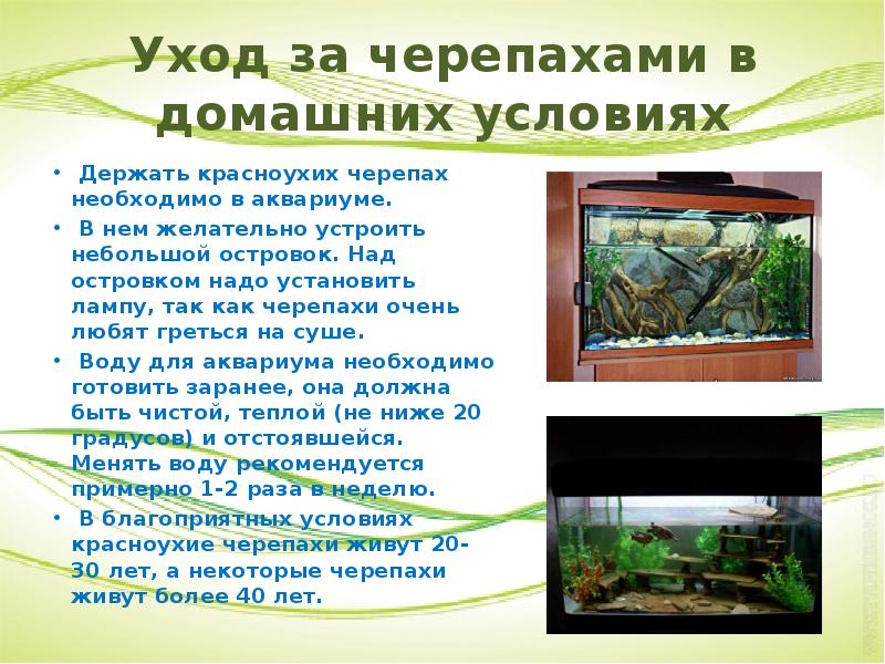 Домашние животные:водоплавающие черепахи для детей с аллергией