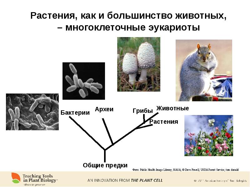 Большинство животных. Многоклеточные эукариоты. Эукариоты многоклеточные животные. Многоклеточные растения грибы животные. Многоклеточные животные для растений.