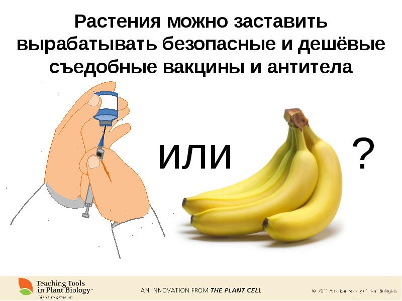 Съедобные вакцины презентация