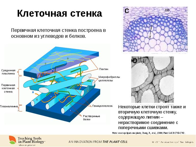 Клеточная стенка растений презентация