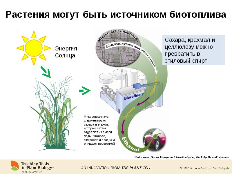 Способны использовать энергию света. Энергия растений. Солнечную энергию растения используют для. Солнечная энергия для растений. Растения способны.